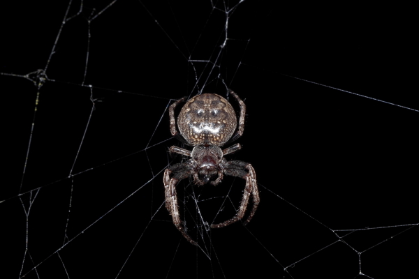 Skaliertes Bild Araneae, Araneidae, Nuctenea umbratica, Spaltenkreuzspinne_2016_06_10--20-30-23.jpg 