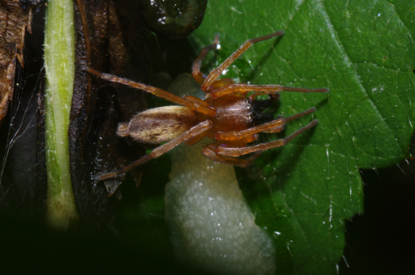 Skaliertes Bild Araneae, Clubionidae,_2011_06_05--11-25-10.jpg 
