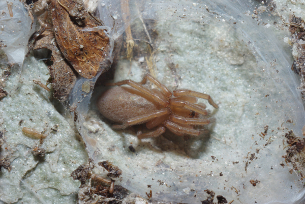 Skaliertes Bild Araneae, Clubionidae,_2012_08_12--09-13-08.jpg 
