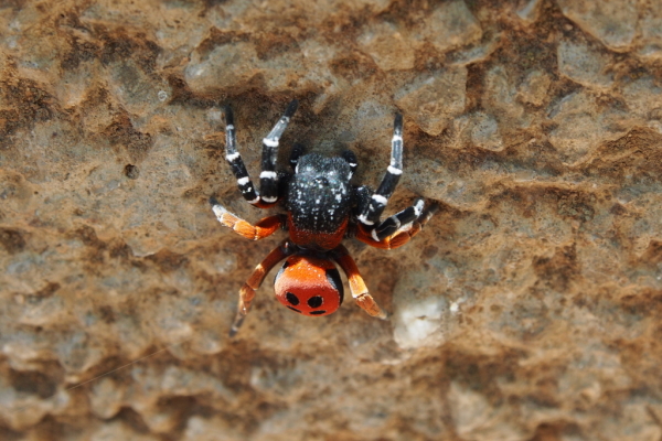 Skaliertes Bild Araneae, Eresidae, Eresus spec._2016_06_02--11-34-21.jpg 