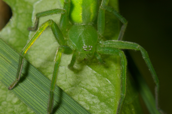 Skaliertes Bild Araneae, Eusparassidae, Micrommata virescens_2005_05_28--09-25-36.jpg 