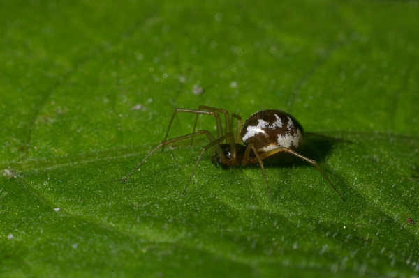 Skaliertes Bild Araneae, Linyphiidae, Frontinellina frutetorum_2006_06_03--08-22-10.jpg 