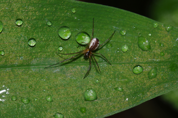 Skaliertes Bild Araneae, Linyphiidae, Linyphia peltata_2012_05_17--10-01-16.jpg 