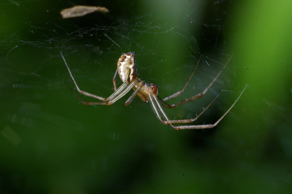 Skaliertes Bild Araneae, Linyphiidae, Linyphia triangularis, Gemeine Baldachinspinne_2008_08_10--15-03-35.jpg 