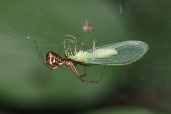 Skaliertes Bild Araneae, Linyphiidae, Linyphia, Beute Florfliege_2023_09_21--09-56-47.jpg 