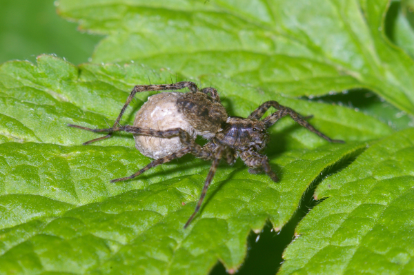 Skaliertes Bild Araneae, Lycosidae, Weibchen mit Eipaket_2005_06_18--10-13-33.jpg 