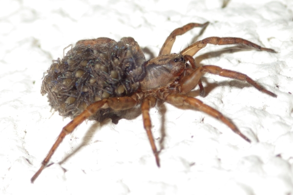 Skaliertes Bild Araneae, Lycosidae, Weibchen mit Jungen_2015_06_07--23-42-09.jpg 