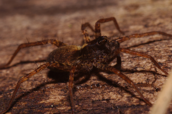 Skaliertes Bild Araneae, Lycosidae,_2011_03_23--16-37-19.jpg 