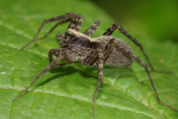 Skaliertes Bild Araneae, Lycosidae,_2014_07_07--09-31-03.jpg 