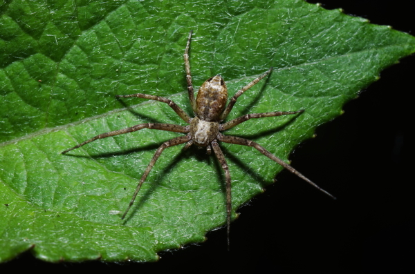 Skaliertes Bild Araneae, Philodromidae, Philodromus_2014_06_09--07-20-23.jpg 