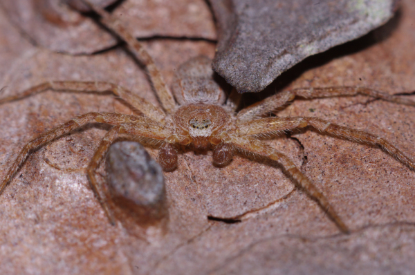Skaliertes Bild Araneae, Philodromidae,_2012_03_12--11-01-48.jpg 