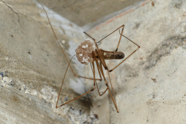 Skaliertes Bild Araneae, Pholcidae, Zitterspinne, Weibchen mit Eiern_2023_08_24--11-33-21.jpg 