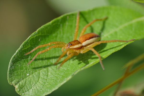 Skaliertes Bild Araneae, Pisauridae, Dolomedes fimbriatus, Gerandete Jagdspinne_2018_08_20--10-16-59.jpg 