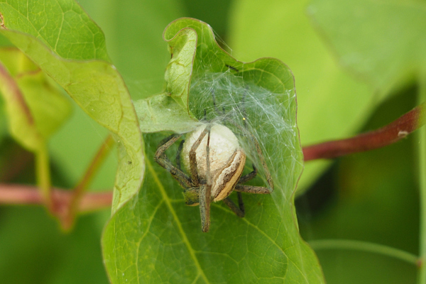 Skaliertes Bild Araneae, Pisauridae, Pisaura mirabilis, Listspinne, mit Eipaket_2018_06_02--18-13-17.jpg 