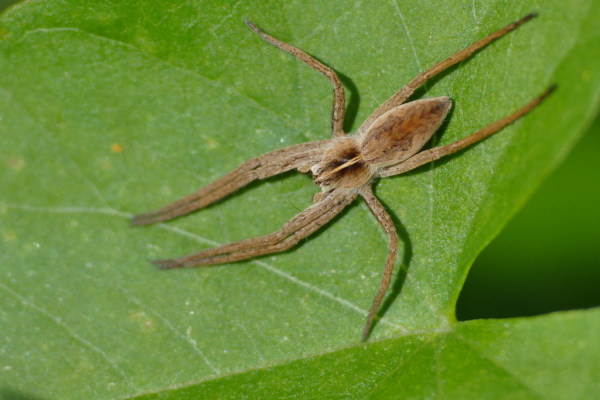 Skaliertes Bild Araneae, Pisauridae, Pisaura mirabilis, Listspinne,_2017_09_17--13-52-54.jpg 