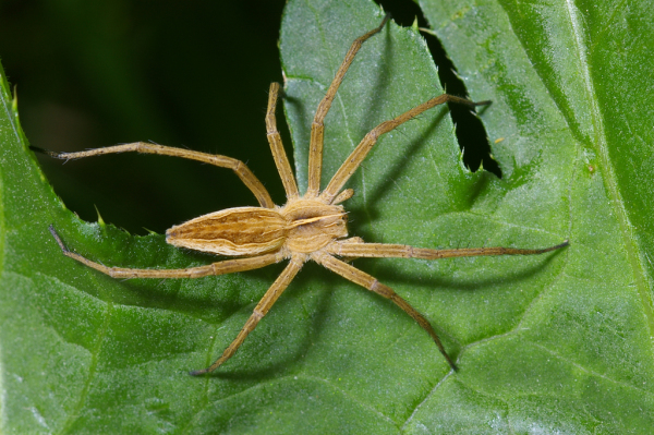 Skaliertes Bild Araneae, Pisauridae, Pisaura mirabilis_2005_05_28--09-04-51.jpg 