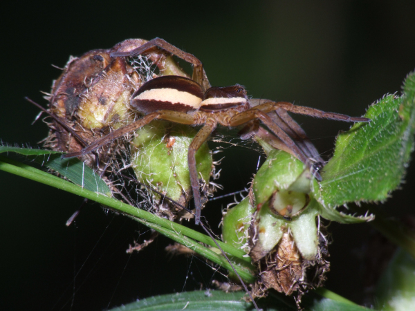 Skaliertes Bild Araneae, Pisauridae, Pisaura mirabilis_2009_09_23--15-39-42.jpg 
