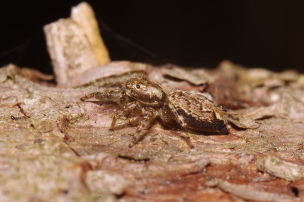 Skaliertes Bild Araneae, Salticidae, Marpissa muscosa_2011_04_30--11-28-26.jpg 