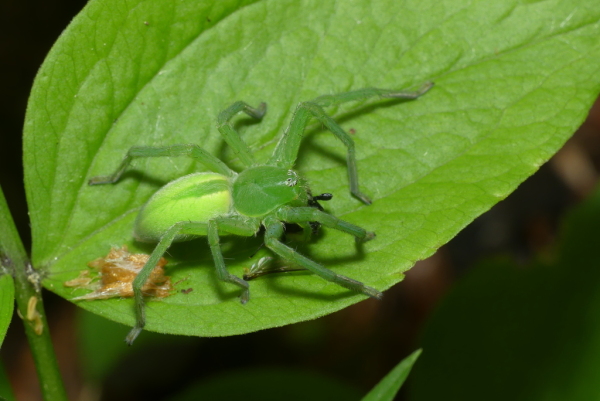 Skaliertes Bild Araneae, Sparassidae, Micrommata virescens, Gruene Huschspinne_2023_05_09--09-38-10.jpg 