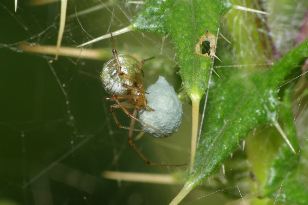 Skaliertes Bild Araneae, Theridiidae, Weibchen mit Eikokon_2023_07_17--09-30-34.jpg 