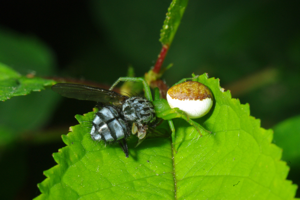 Skaliertes Bild Araneae, Thomisidae, Diaea dorsata,  Beute_2010_06_14--11-33-59.jpg 