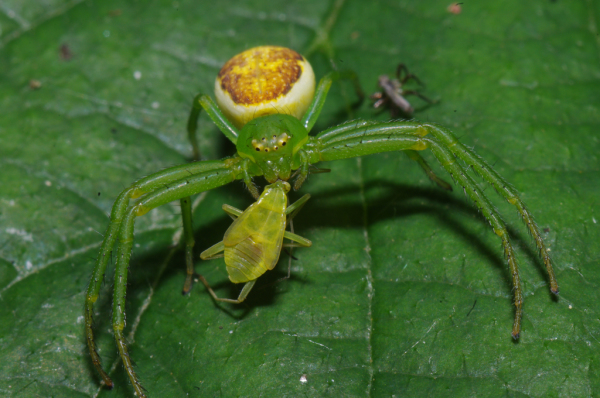 Skaliertes Bild Araneae, Thomisidae, Diaea dorsata, Beute_2011_06_05--10-45-55.jpg 