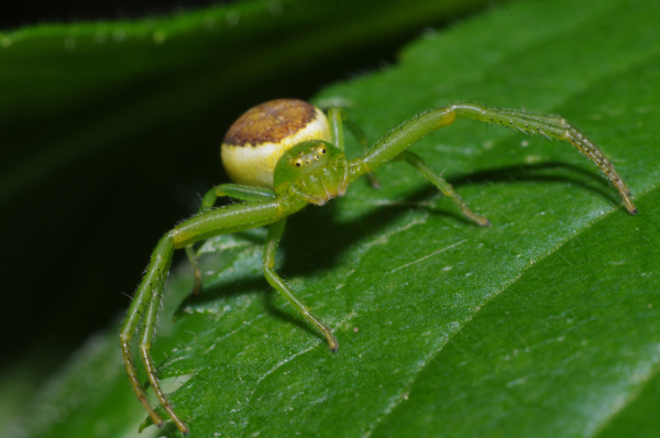 Skaliertes Bild Araneae, Thomisidae, Diaea dorsata,_2012_06_09--14-30-48.jpg 