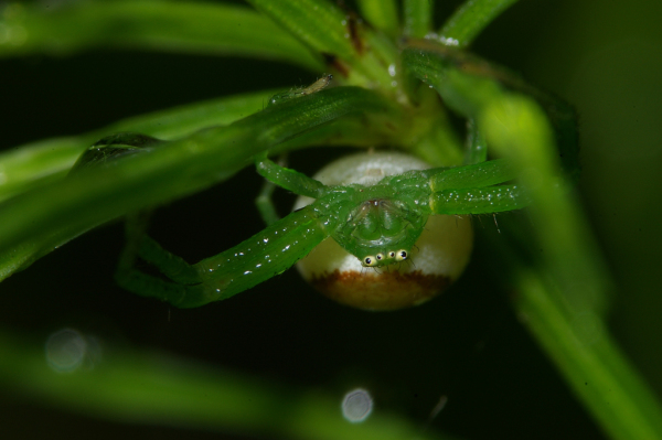 Skaliertes Bild Araneae, Thomisidae, Diaea dorsata_2008_06_17--17-28-05.jpg 