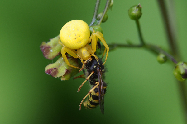 Skaliertes Bild Araneae, Thomisidae, Misumena vatia, Veraenderliche Krabbenspinne, Beute Wespe_2022_07_10--14-06-26.jpg 