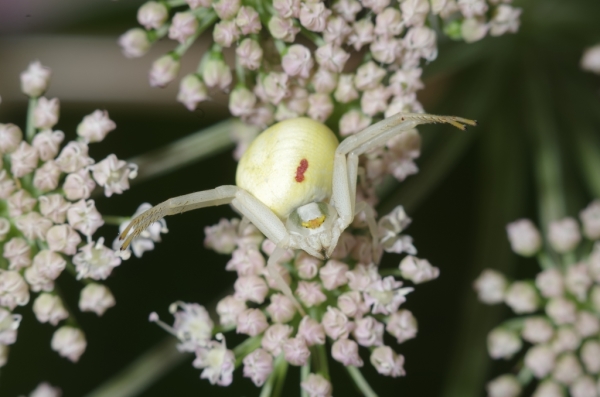 Skaliertes Bild Araneae, Thomisidae, Misumena vatia_2014_07_04--10-03-38.jpg 
