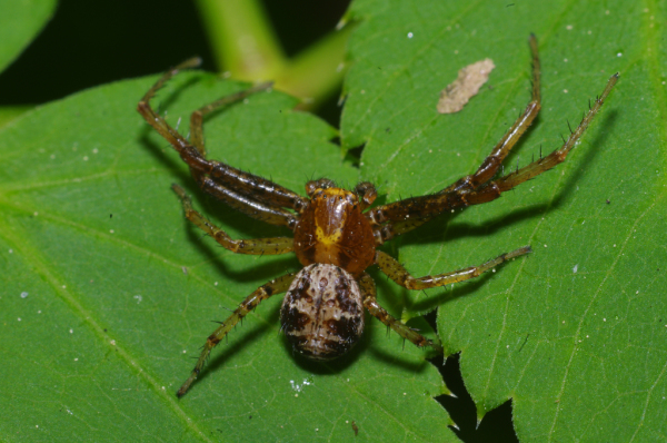 Skaliertes Bild Araneae, Thomisidae, Xysticus erraticus_2011_05_09--11-45-36.jpg 