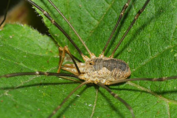 Skaliertes Bild Opiliones, Phalangiidae, Phalangium opilio, Maennchen_2023_09_14--09-38-35.jpg 