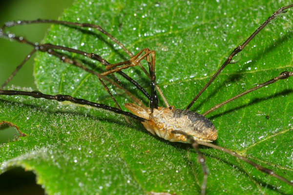 Skaliertes Bild Opiliones, Phalangiidae, Rilaena triangularis, Maennchen_2023_10_01--10-01-57.jpg 