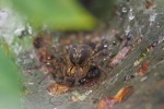 Vorschaubild Araneae, Agelenidae, Trichterspinne_2023_07_24--15-02-25.jpg 