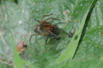 Vorschaubild Araneae, Agelenidae,_2014_05_16--13-52-25.jpg 