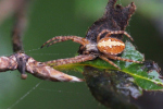 Vorschaubild Araneae, Araneidae, Aculepeira_2023_10_06--09-12-40.jpg 