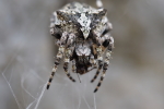 Vorschaubild Araneae, Araneidae, Araneus angulatus_2016_06_08--11-19-42.jpg 
