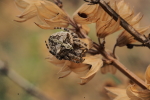 Vorschaubild Araneae, Araneidae, Araneus circe_2017_06_24--08-04-41.jpg 