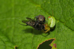 Vorschaubild Araneae, Araneidae, Araneus cucurbitinus, Kuerbisspinne mit Beute_2019_07_30--09-11-01.jpg 
