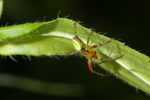 Vorschaubild Araneae, Araneidae, Araneus cucurbitinus, Maennchen_2006_06_13--17-44-51.jpg 