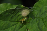 Vorschaubild Araneae, Araneidae, Araneus cucurbitinus,_2014_06_27--07-57-49.jpg 