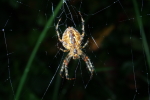 Vorschaubild Araneae, Araneidae, Araneus diadematus, Gartenkreuzspinne_2020_09_25--09-05-44.jpg 