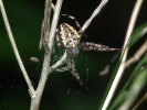 Vorschaubild Araneae, Araneidae, Araneus diadematus_2010_08_29--13-21-57.jpg 