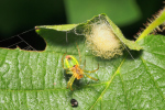 Vorschaubild Araneae, Araneidae, Araniella cucurbitina, Kuerbisspinne huetet Eikokon_2018_06_16--06-50-50.jpg 