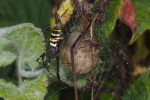 Vorschaubild Araneae, Araneidae, Argiope bruennichi, Weibchen mit Eikokon_2022_10_08--09-27-09.jpg 