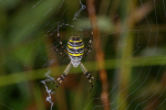 Vorschaubild Araneae, Araneidae, Argiope bruennichi, Zebraspinne_2008_09_01--08-34-45.jpg 