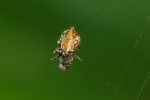 Vorschaubild Araneae, Araneidae, Cyclosa conica_2023_09_24--10-41-09.jpg 