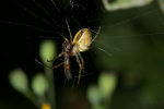 Vorschaubild Araneae, Araneidae, Meta segmentata, Herbstspinne_2008_09_01--09-05-50.jpg 