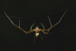Vorschaubild Araneae, Araneidae, Meta segmentata, Maennchen_2005_10_11--16-43-02.jpg 