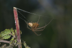Vorschaubild Araneae, Araneidae, Meta segmentata_2005_09_24--15-43-37.jpg 